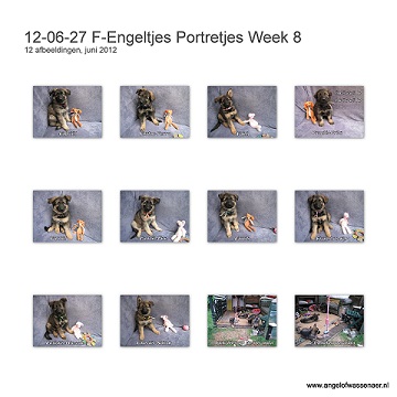 F-Engeltjes portretjes week 8, onze FEE-tjes zijn 7 weken nu